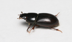 Calamosternus granarius