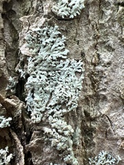 Physcia americana