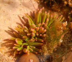 Anemonia viridis