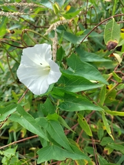 Calystegia sepium