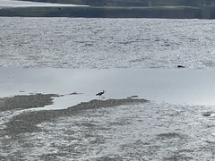 Egretta novaehollandiae novaehollandiae