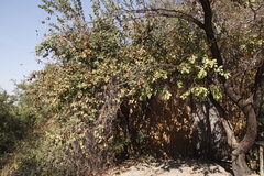 Combretum