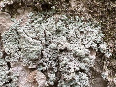 Physcia americana