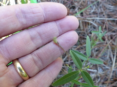 Strophostyles leiosperma