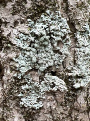 Physcia americana
