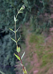 Epilobium adenocaulon