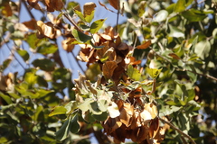 Combretum