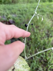 Solanum americanum