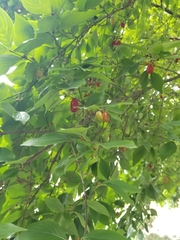 Cornus