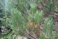 Pinus nigra