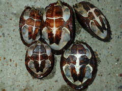 Sternotherus carinatus
