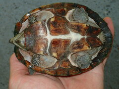 Sternotherus carinatus