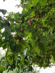 Cornus