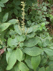 Clethra alnifolia