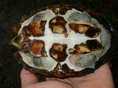 Sternotherus carinatus