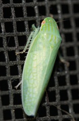 Gyponana