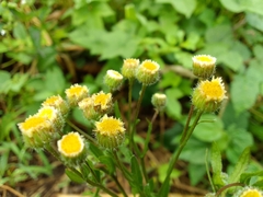 Erigeron laevigatus