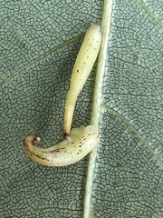 Caryomyia inclinata