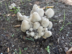 Coprinopsis variegata