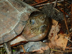 Sternotherus carinatus
