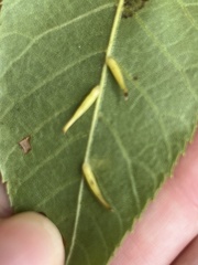 Caryomyia inclinata