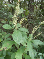 Clethra alnifolia