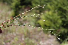 Epilobium collinum