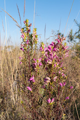 Lamourouxia dasyantha