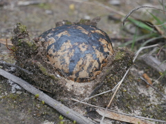 Pisolithus arhizus