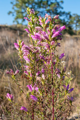 Lamourouxia dasyantha