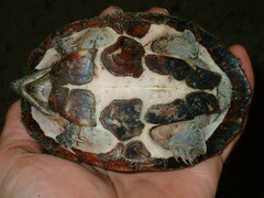 Sternotherus carinatus