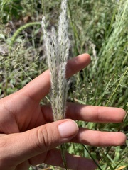 Digitaria californica