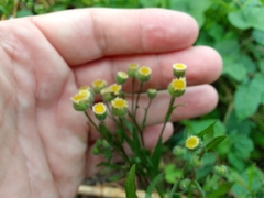 Erigeron laevigatus
