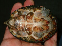 Sternotherus carinatus