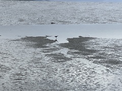 Egretta novaehollandiae novaehollandiae