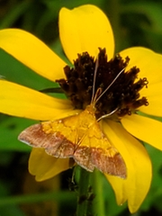 Pyrausta bicoloralis