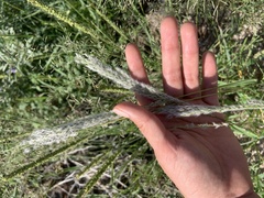 Digitaria californica