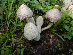 Coprinopsis variegata