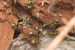 Vespula acadica