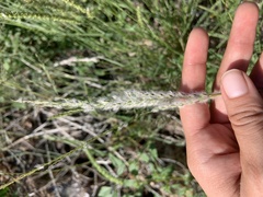 Digitaria californica