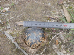 Pisolithus arhizus