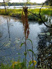 Rumex britannica