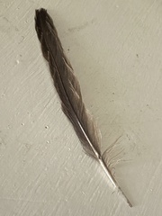 Chaetura pelagica