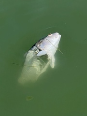 Sciaenops ocellatus