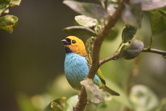 Tangara cyanoventris