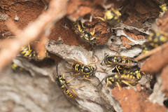 Vespula acadica