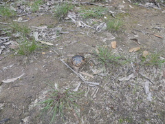 Pisolithus arhizus