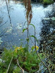 Rumex britannica