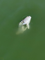 Sciaenops ocellatus