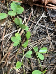 Lespedeza repens